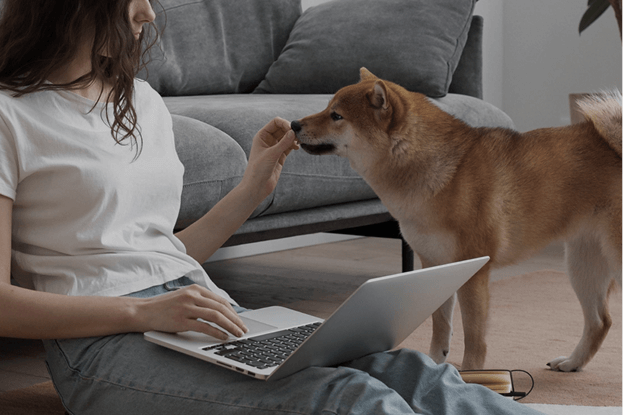 Питомец портит входную дверь!